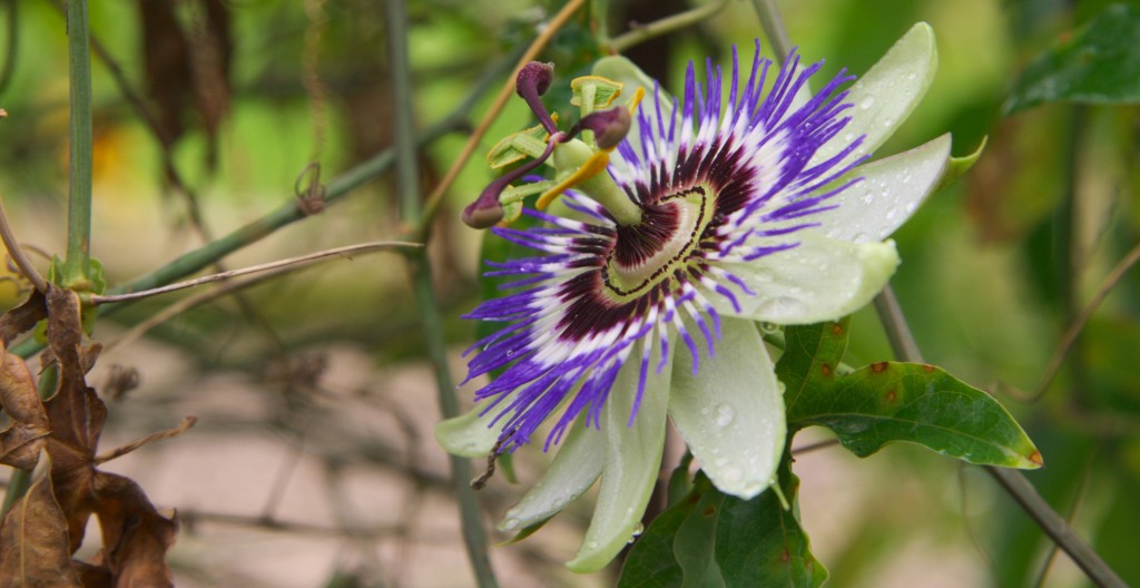 Blüte im Garten von Schloss Charlottenburg