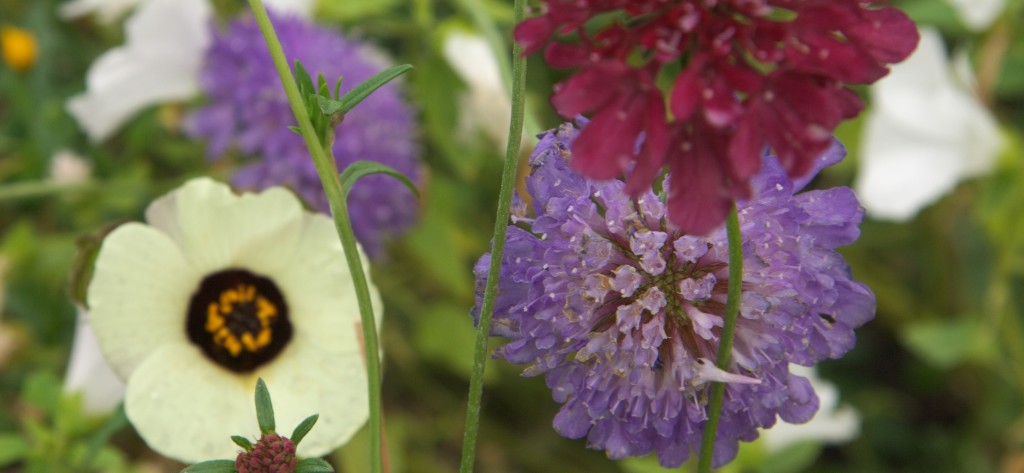 Blüten im Garten von Schloss Charlottenburg