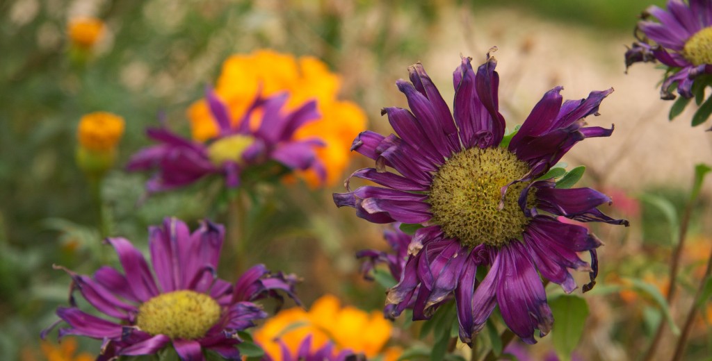 Blüten im Garten von Schloss Charlottenburg