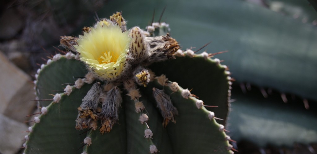 Hamburg alter Botanischer Garten